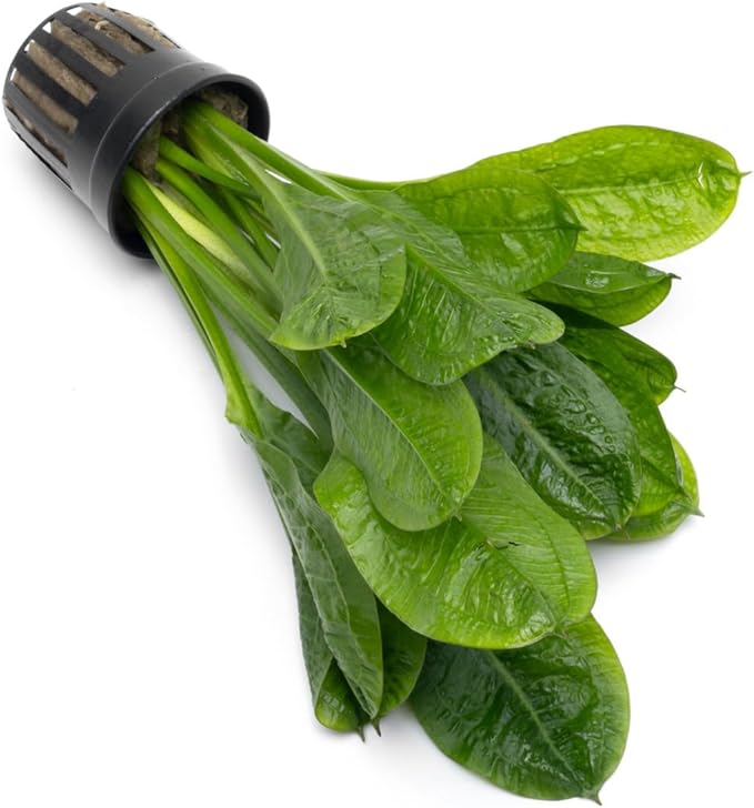 Echinodorus Parviflorus Rosette Sword Live Plant for Freshwater Aquariums, Natural Fish Tank Decorations, and Aquatic Decor (1 Pot (2-3 Plants))