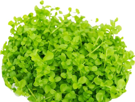 Micranthemum Monte Carlo Compact Tissue Culture Vitro Cup Freshwater Carpet Live Aquarium Plants Decoration BUY2GET1FREE