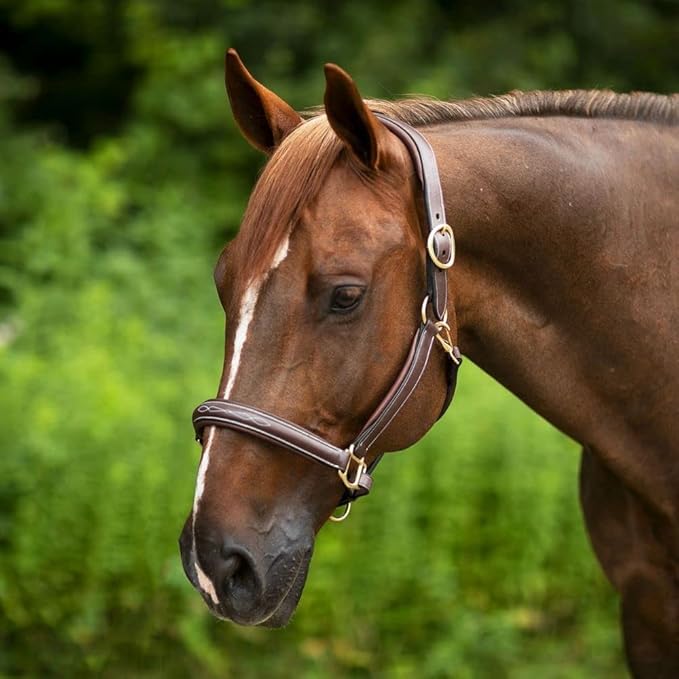 Joseph Sterling Comfort Crown Leather Halter for Horses | Memory Foam Interior for Comfort | Anatomical Design Radiant Chocolate Color with Fancy Stitch Design