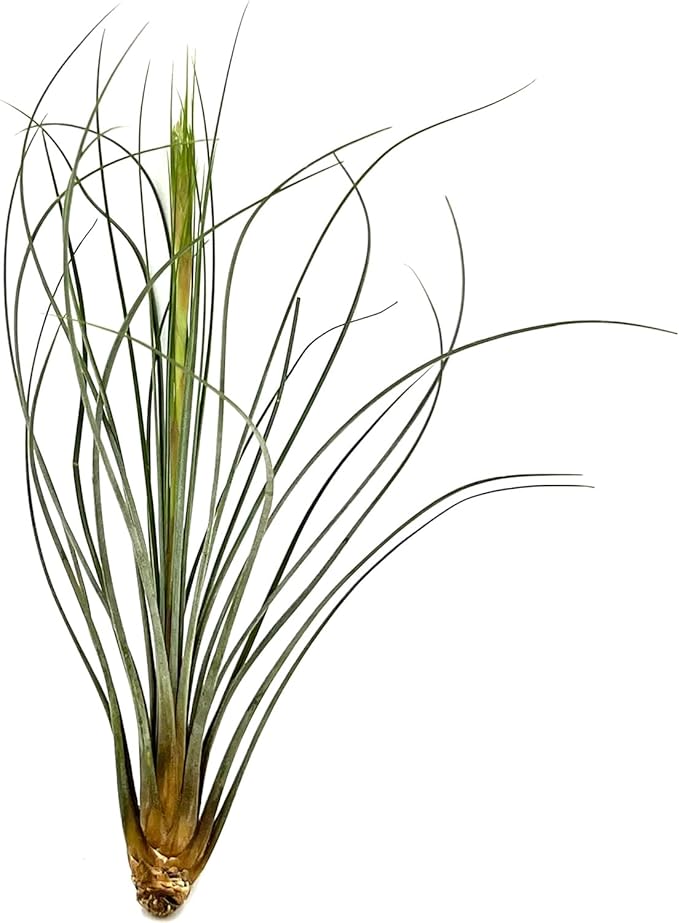 Air Plants - Tillandsia Juncea, Jumbo 8-12" - 2ct - Live Arrival Guaranteed - House Plants for Home Decor & Gift