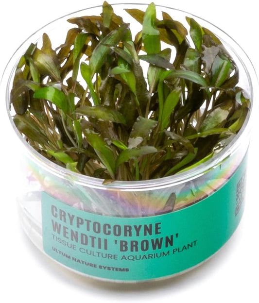 Ultum Nature Systems Cryptocoryne Wendtii Brown Tissue Culture Live Plant for Aquarium, Aquascape, Freshwater Fish Tanks - 100% Snail Free in Vitro