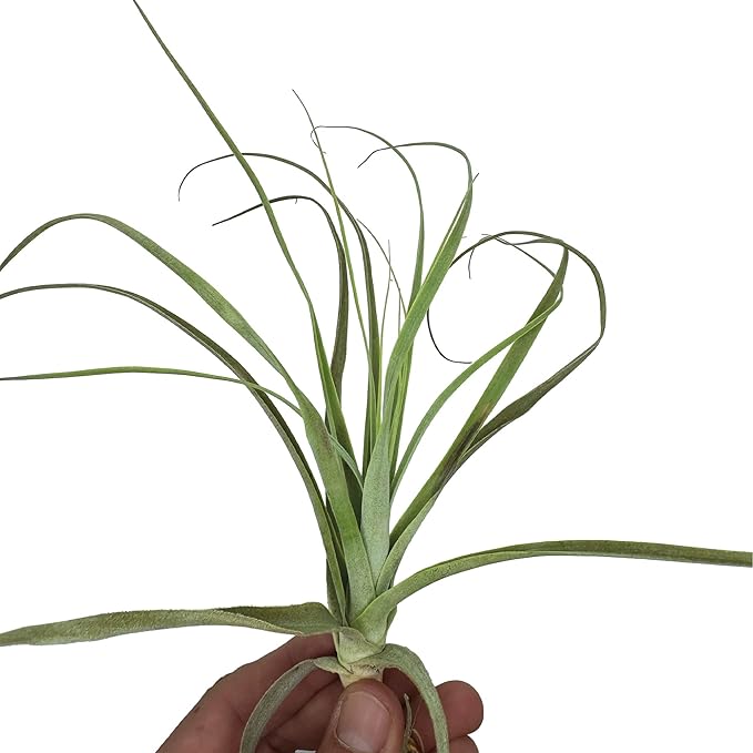 Air Plants - Tillandsia Straminea Jumbo 6-9" - 3ct - Live Arrival Guaranteed - House Plants for Home Decor & Gift