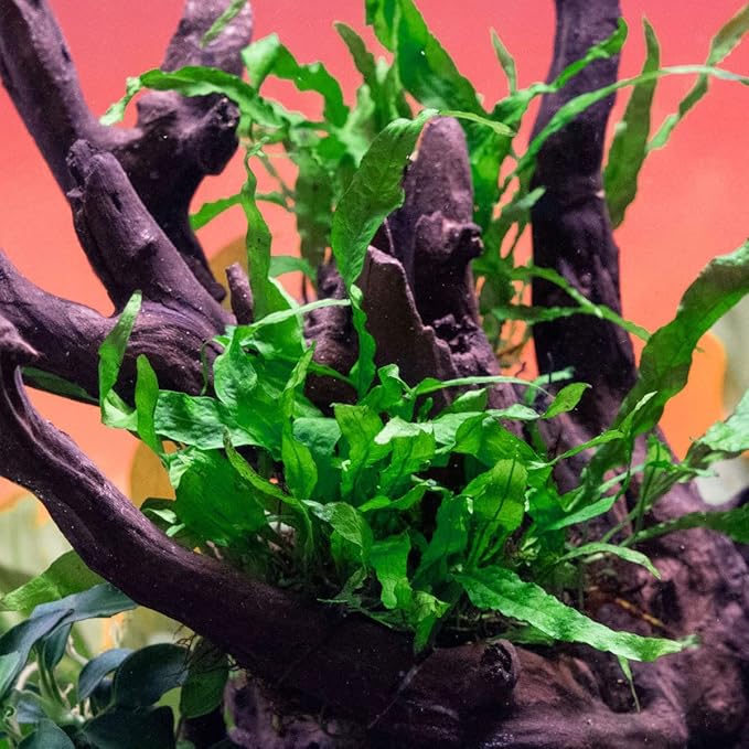 Java Fern Live Aquarium Plants - Potted Freshwater Plant for Fish Tanks - Beginner Friendly, Low Light (Narrow Mini, 5 Pots)