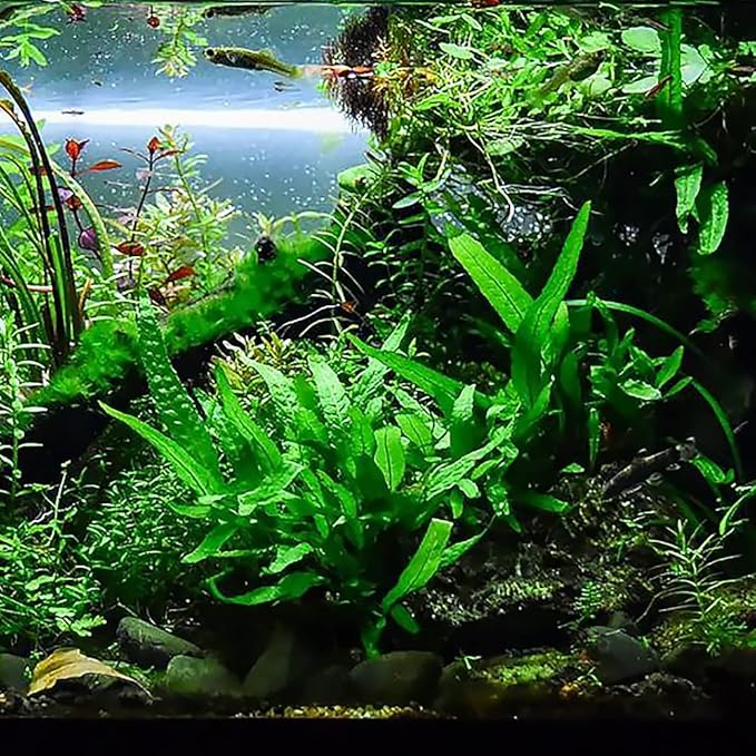 Java Fern Live Aquarium Plants - Potted Freshwater Plant for Fish Tanks - Beginner Friendly, Low Light (Java Fern, 5 Pots)
