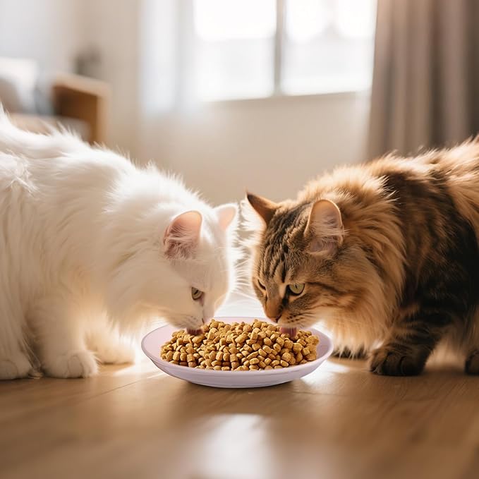 [8 Pack] Ceramic Cat Food Bowl, Colorful Cat Bowls Whisker-Friendly, 5.9" Shallow Wide Kitten Plates, Easy to Clean Indoor Feeding Dishes