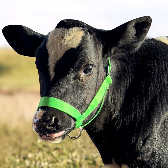 XUANNIAO Easily Adjustable Figure 8 Cow Halter, Double-Ply Premium Livestock Cattle Halters, Colorful Cow Utility Calf Halter with Leading Rope for Miniature Horse Donkey Goat Foal (Medium, Black)