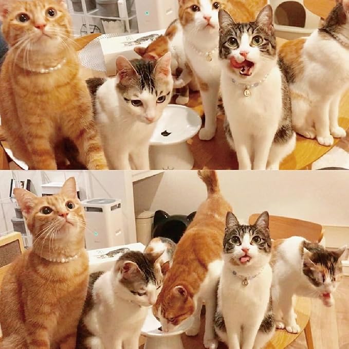 Necoichi Extra Wide Raised Cat Food Bowl, Elevated, Prevent Neck & Whisker Fatigue, Dishwasher and Microwave Safe, No.1 Seller in Japan! (Cat, Extra Wide)