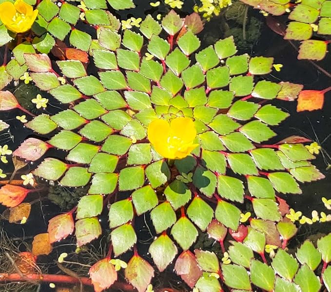 Ludwigia Sedioides Live Mosaic Plant for Ponds Aquariums Unique Floating Lily Like Rosette Leaves Aquatic Plant for Water Gardens Aquatic Koi Ponds Aquascaping Yellow Flowering Awesome Aquatic