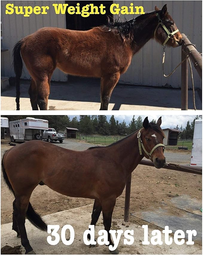 Super Weight Gain 10 lb, Equine Vitamin Mineral, Probiotic & Weight Gain Supplement