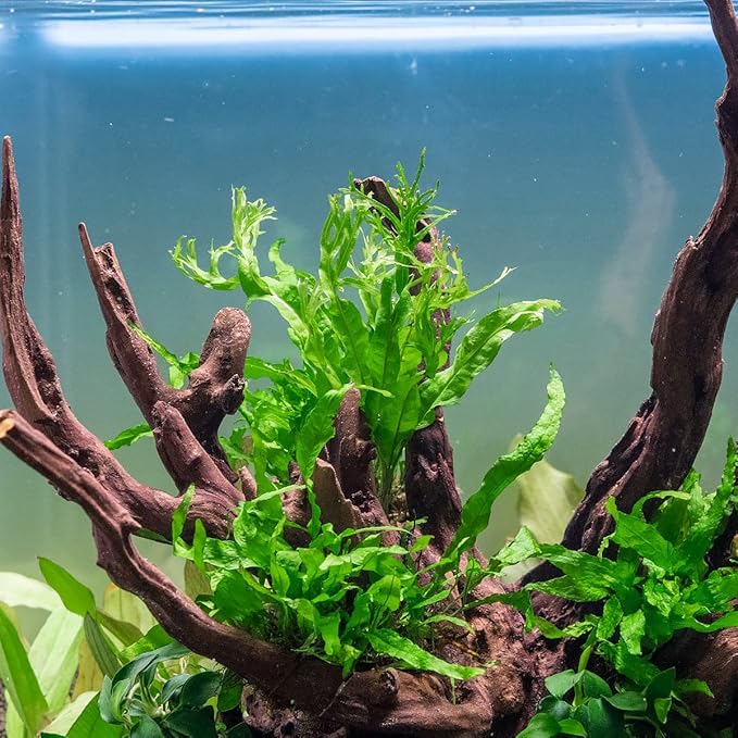 Java Fern Live Aquarium Plants - Potted Freshwater Plant for Fish Tanks - Beginner Friendly, Low Light (Windelov, 1 Pot)