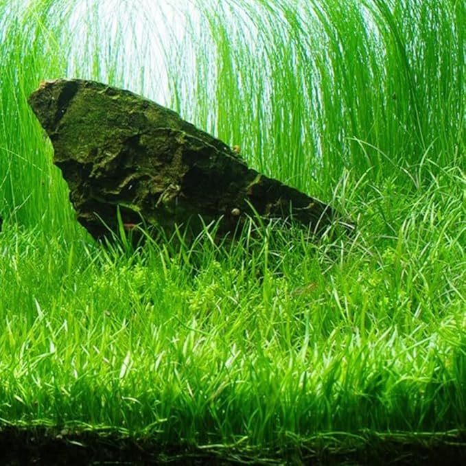 AQUARIUM PLANTS DISCOUNTS Potted Tall Hairgrass by AquaLeaf Aquatics - Easy Aquatic Live Plant