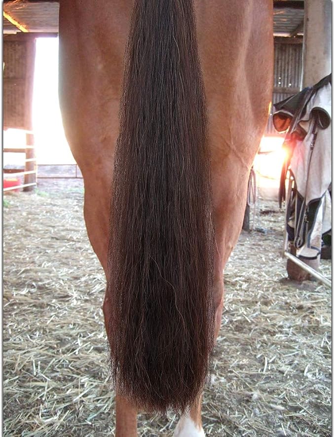 Horse Tail Extensions with Braided Horsehair Loop, Blunt Cut Bottom, 34-36 inches Long and 1 lb Weight (Dark Sorrel)