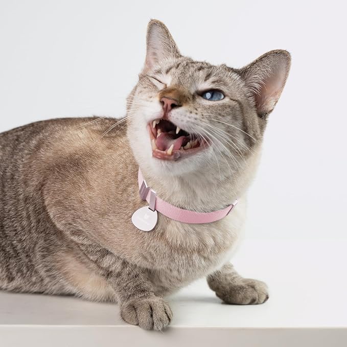 Safety Cat Collar Pro - U.S. IDA Gold Awarding Design, Elastic Quick Release Cat Collar with Buckle Non Breakaway - Lightweight for Kitten All Small Large Cats (Midnight Black, M 7.9-15.7")