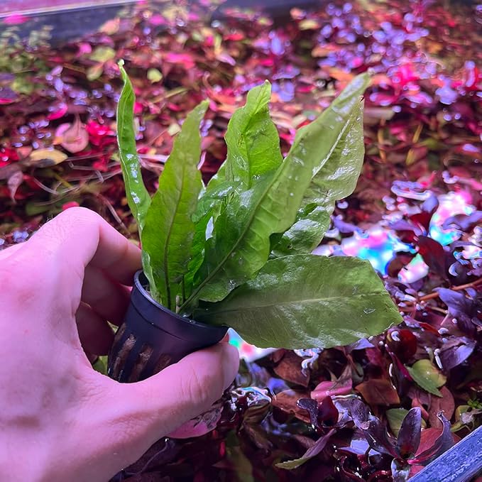 Java Fern Live Aquarium Plants - Potted Freshwater Plant for Fish Tanks - Beginner Friendly, Low Light (Java Fern, 1 Pot)
