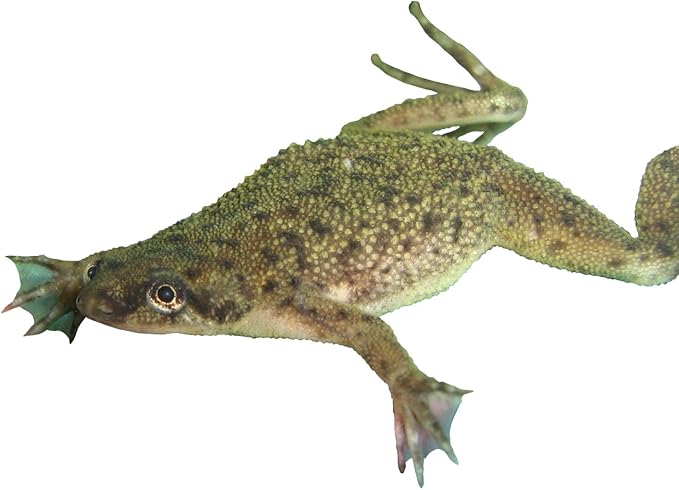 African Dwarf Frog Starter Kit- Includes Certificate for 2 Live Frogs- All-in-One Bundle with Book, Small Aquarium, Food, Instructions Now