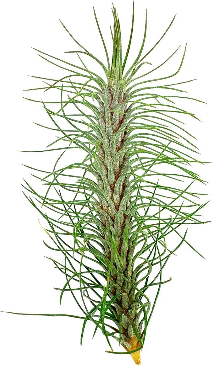 Air Plants - Colombian Tillandsia Funckiana, Large 5" - 2ct - Live Arrival Guaranteed - House Plants for Home Decor & Gift