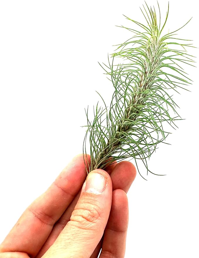 Air Plants - Colombian Tillandsia Funckiana, Large 5" - 3ct - Live Arrival Guaranteed - House Plants for Home Decor & Gift