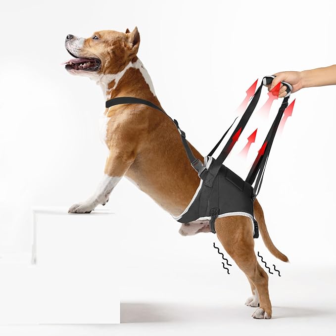 Dog Lift Harness for Extra Large Dogs – Hind Leg Support with Chest Stabilizer Straps, Adjustable Elastic and Buckles, Helps with Hip Dysplasia, Joint Pain, and Mobility, Easy to Wear, XL
