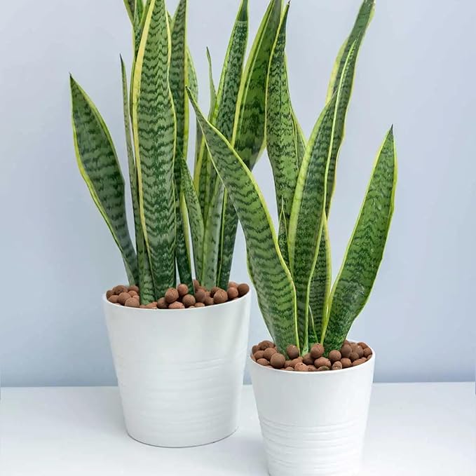 Halatool 2 LB Natural Expanded Clay Pebbles for Plants 4mm-16mm Clay Balls 100% Organic Hydroton Leca Balls for Indoor Plants Hydroponic Growing Gardening Orchids Drainage Decoration Aquaponics