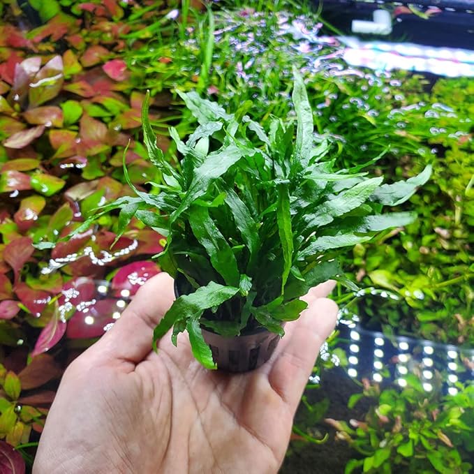 Java Fern Live Aquarium Plants - Potted Freshwater Plant for Fish Tanks - Beginner Friendly, Low Light (Narrow Mini, 5 Pots)
