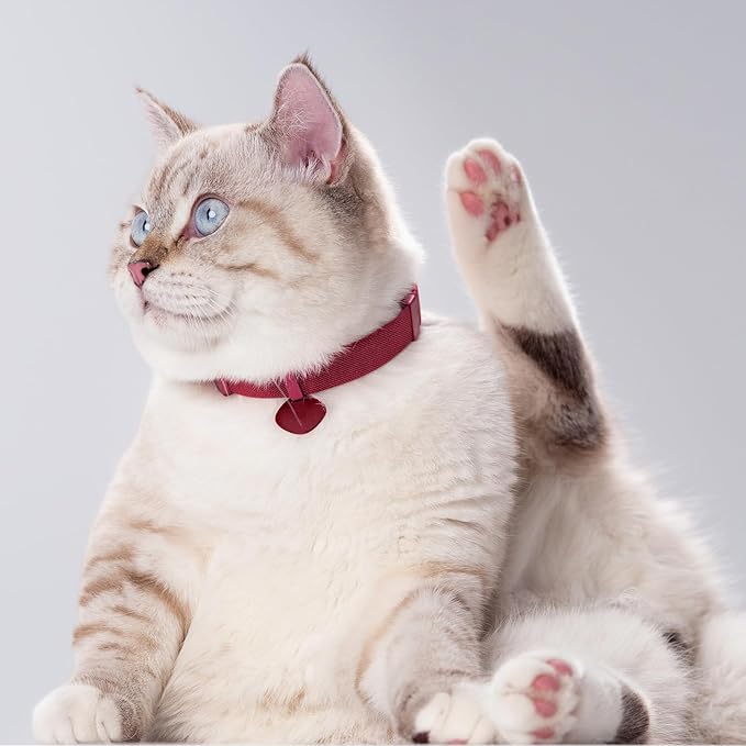 Safety Cat Collar Pro Pendant Tag Set - U.S. IDA Gold Award Design, Elastic Quick Release Non Breakaway Cat Collar Adjustable with Charm for Kitten Small Large Cats (Burgundy, S)