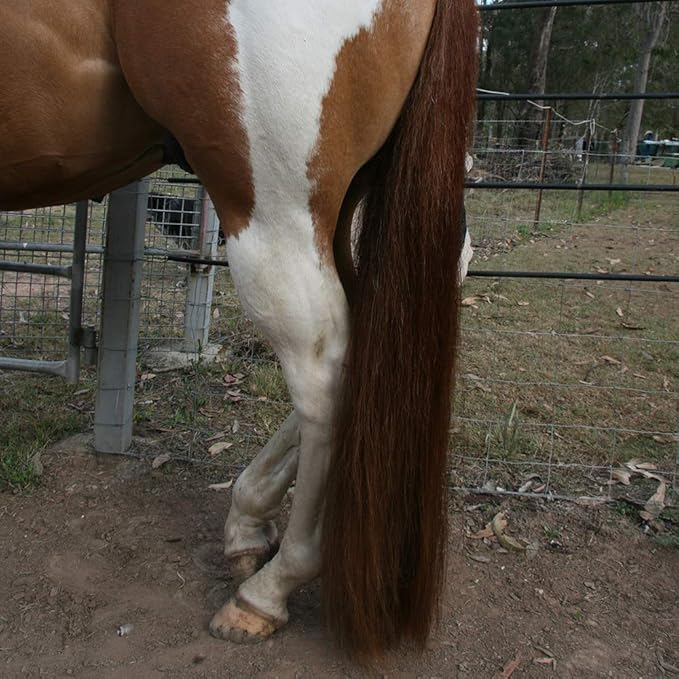 Horse Tail Extensions with Braided Horsehair Loop, Blunt Cut Bottom, 34-36 inches Long and 1 lb Weight (Med Sorrel)