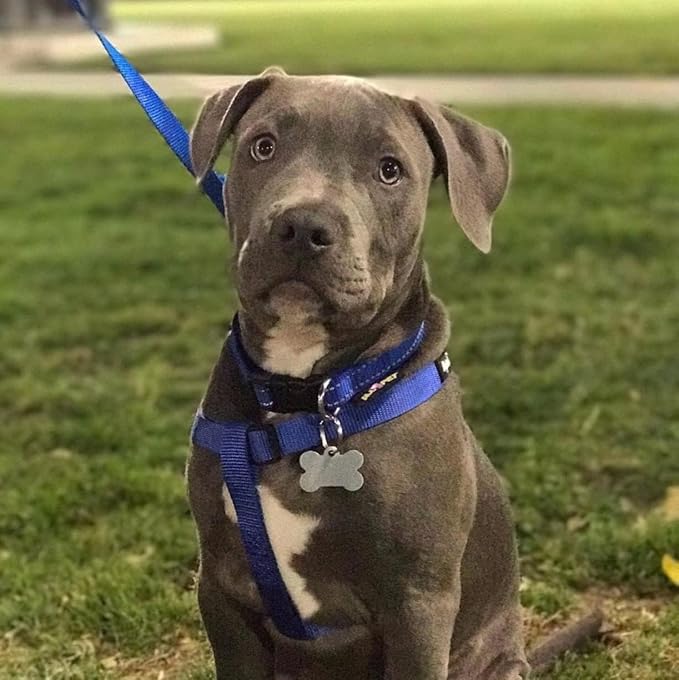 PUPTECK No Pull Dog Harness Soft Adjustable Basic Nylon Step in Puppy Vest Outdoor Walking with ID Tag