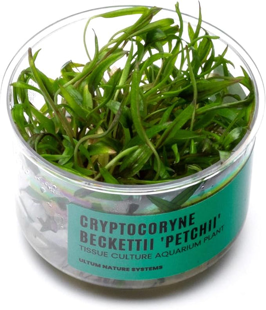 Ultum Nature Systems Cryptocoryne Beckettii Petchii Tissue Culture Live Plant for Aquarium, Aquascape, Freshwater Fish Tanks - 100% Snail Free in Vitro