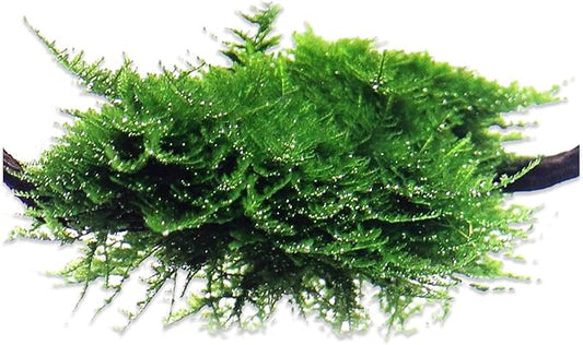 Aquarium Christmas Moss Vesicularia Portion Plant - All Natural & Organic Aquatic Plants - Absorbs Excess Nutrients - Long Lasting & Easy to Care Plants - Suitable for Summer & Winter