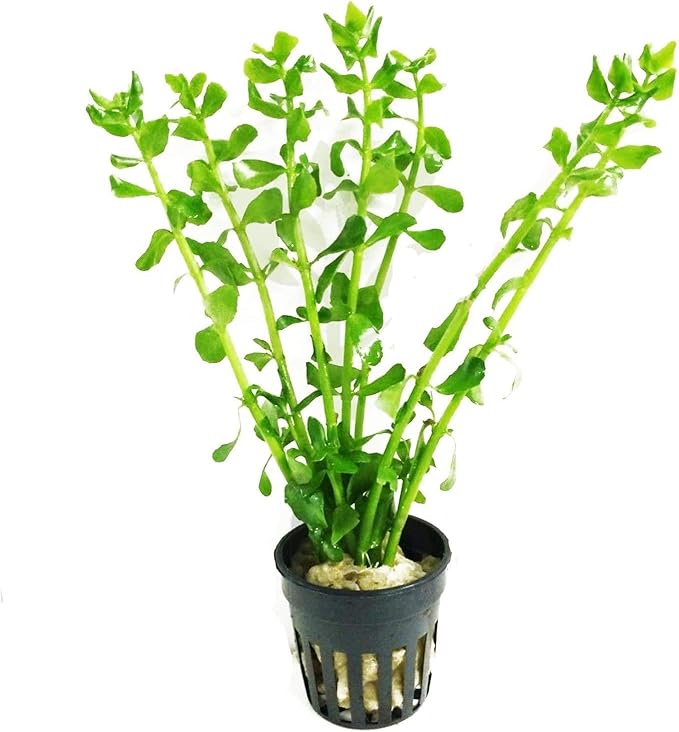 Bacopa Monnieri Moneywort Potted Live Aquarium Decorations Aquatic Plants for Fish Tank by Mainam
