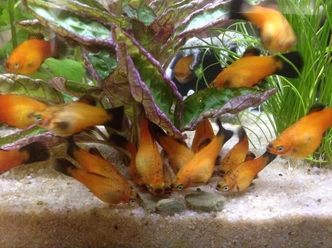 Aquatic Foods Inc. Wafers 3.5mm - 1/8" Intense Color Enhancing Sinking Micro Wafers for All Tropical Fish, Cichlids, Catfish, Plecos, All Bottom Fish, Shrimp, Snails, Crabs, …11oz Small Jar