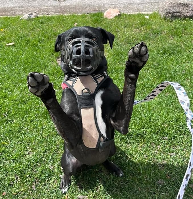 Mayerzon Dog Muzzle, Breathable Basket Muzzles for Small, Medium, Large and X-Large Aggressive Dogs Beagle German Shepherd Doberman, Cage Mouth Guard Stop Biting Chewing for Grooming Training