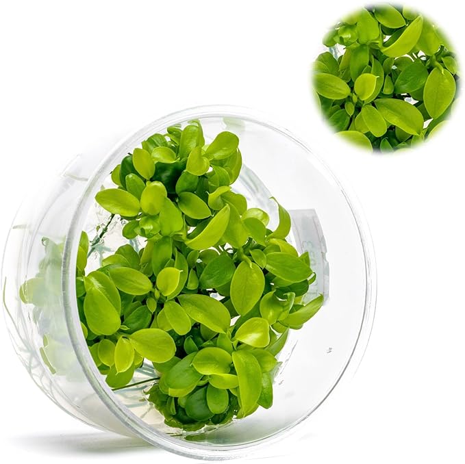 Ultum Nature Systems Live Tissue Culture - Anubias Nana Golden (Anubias barteri 'Nana') - Easy - Low to Medium Light - Light Green Accent - Foreground to Midground - 100% Snail Free Grown in-Vitro