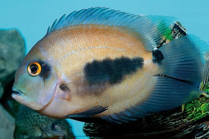 Aquatic Foods Inc. Brine Shrimp Flakes for Freshwater Cichlids, Angels, Tetras, Guppies, Marine Tangs, Butterflies, Angelfish, Anthias, Clown Fish. WL…3-lbs Poly Bag