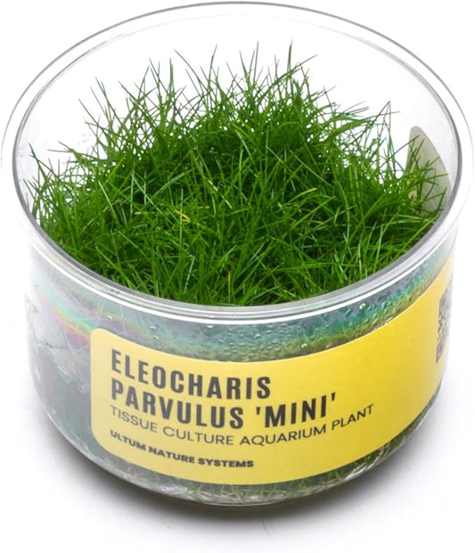 Ultum Nature Systems Mini Dwarf Hair Grass Eleocharis Parvulus Tissue Culture Live Plant for Aquarium, Aquascape, Freshwater Fish Tanks - 100% Snail Free in Vitro