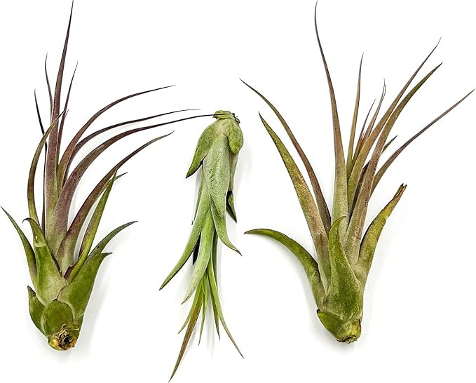 Live Air Plant – Tillandsia Capiput, Jumbo 6-9” - 5 ct - Live Arrival Guaranteed - House Plants for Home Decor & Gift