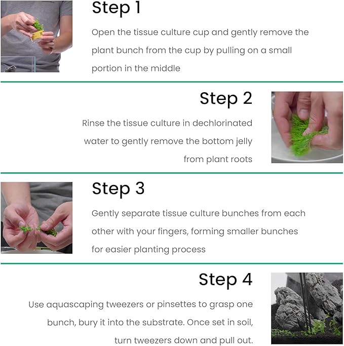 Ultum Nature Systems Cryptocoryne Wendtii Green Tissue Culture Live Plant for Aquarium, Aquascape, Freshwater Fish Tanks - 100% Snail Free in Vitro