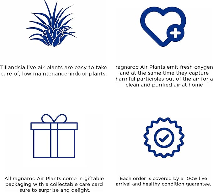 Air Plants - Tillandsia Andreana, Large 4-6" - 1ct - Live Arrival Gauranteed - House Plants for Home Decor & Gift