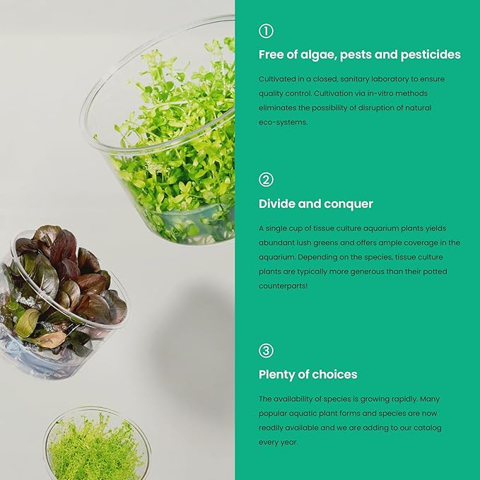 Ultum Nature Systems Anubias Barteri Tissue Culture Live Plant for Aquarium, Aquascape, Freshwater Fish Tanks - 100% Snail Free in Vitro