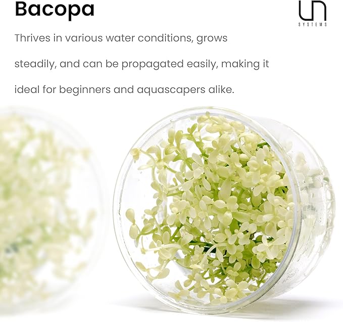 Ultum Nature Systems Live Tissue Culture - Purple Bacopa (Bacopa salzmannii) - Moderate - Moderate to High Light - Purple and Violet Accent - Midground - 100% Snail Free Grown in-Vitro - Regular Cup