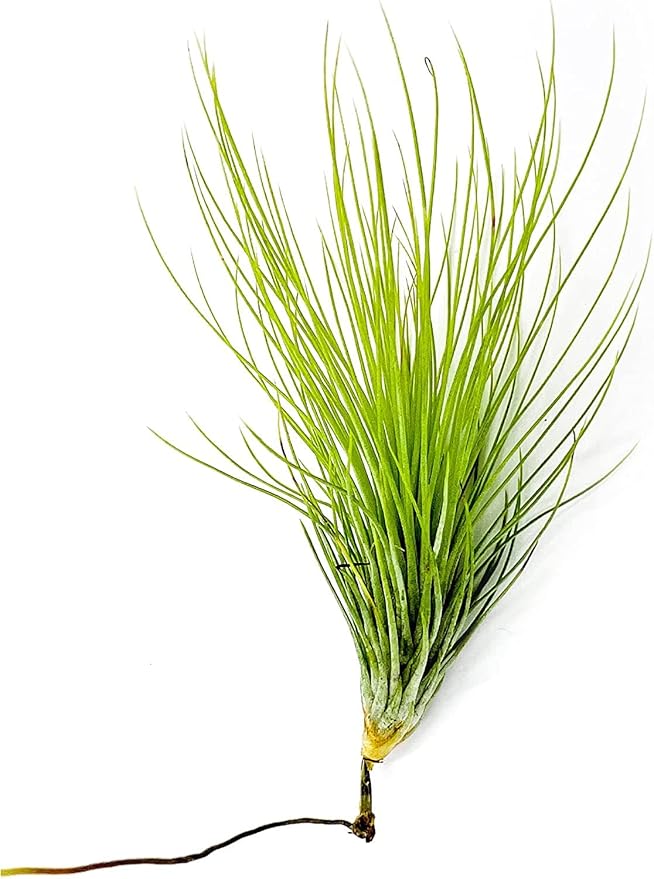 Air Plants - Tillandsia Andreana, Large 4-6" - 3ct - Live Arrival Gauranteed - House Plants for Home Decor & Gift