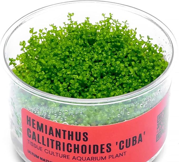 Ultum Nature Systems Dwarf Baby Tears Hemianthus Callitrichoides Cuba Tissue Culture Live Plant for Aquarium, Aquascape, Planted Freshwater Fish Tanks - 100% Snail Free in Vitro