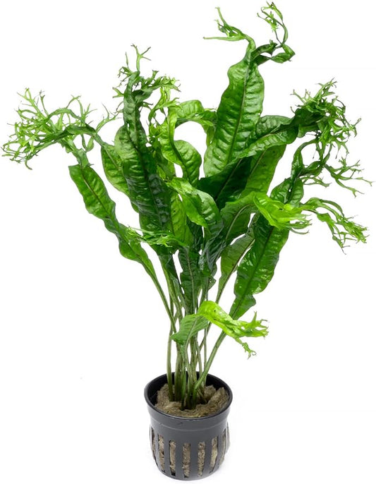 Java Fern Live Aquarium Plants - Potted Freshwater Plant for Fish Tanks - Beginner Friendly, Low Light (Windelov, 3 Pots)