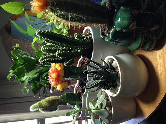 Voulosimi River Rock Stones, Natural Decorative Polished Mixed Pebbles Gravel,Outdoor Decorative Stones for Plant Aquariums, Landscaping, Vase Fillers (6 LB, Mixed Colors)