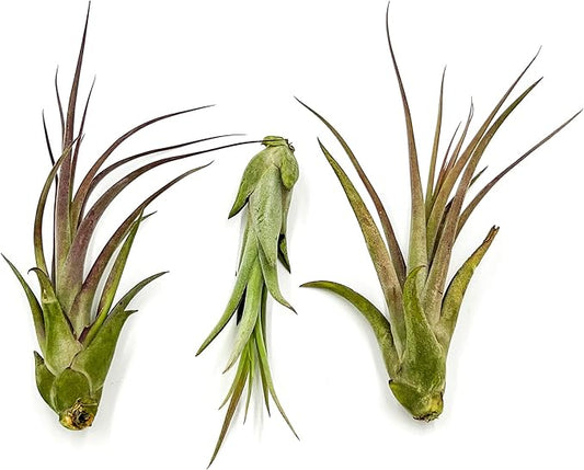 Live Air Plant – Tillandsia Capiput, Jumbo 6-9” - 3 ct - Live Arrival Guaranteed - House Plants for Home Decor & Gift