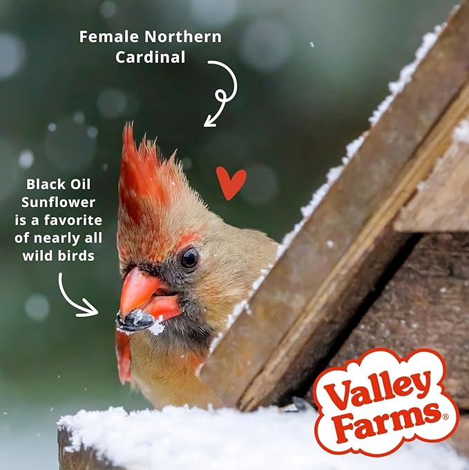 Valley Farms Fruit Nut & Berry (4 LB) Wild Bird Food Outside Feeders, Bird Seed with Dried Fruit, Peanuts, Sunflower, and Safflower, High Energy Mix for Healthy Birds!