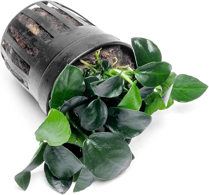 Anubias Live Aquarium Plants - Potted Freshwater Plant for Fish Tanks, Terrariums - Beginner Friendly Low Light (Barteri Petite Round, 1 Pot)