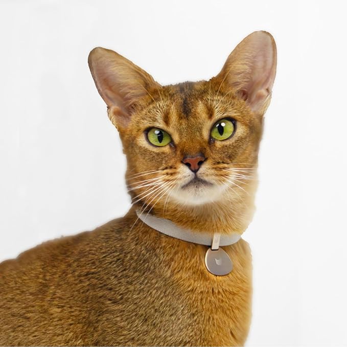 Safety Cat Collar and ID Tag Set, Elastic Quick Release Non Breakaway Collar, Personalized Aluminum Engraved Pet Name Tag, Lightweight for Kitten Small Large Cats (Alpine+Olive-M, Pocket)