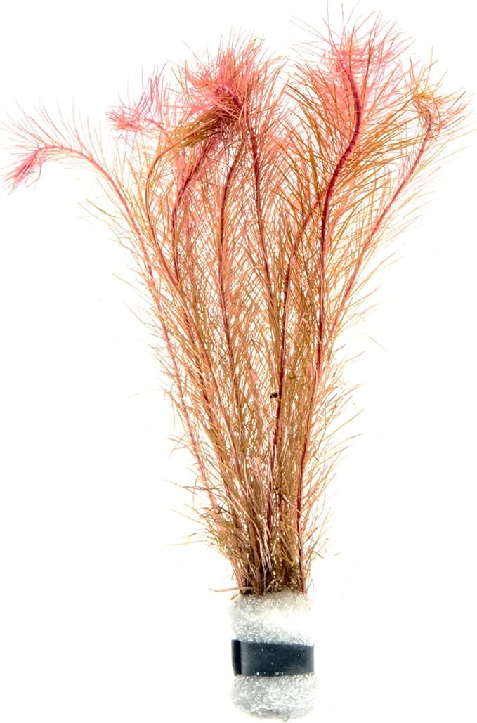 Live Aquarium Red Stem Plants - Freshwater Aquatic Plant for Fish Tanks, Aquascaping - (Rotala Wallichii, 1 Bunch)