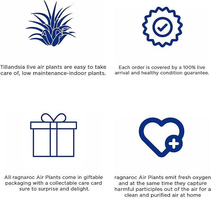 Air Plants - Tillandsia Fasciculata Tricolor, Large 4-6" - 3ct - Live Arrival Guaranteed - House Plants for Home Decor & Gift